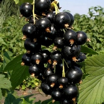 Смородина чёрная ВИНОГРАДНАЯ в Кургане