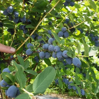 Жимолость съедобная КЛУБНИЧНАЯ СЕНСАЦИЯ в Кургане
