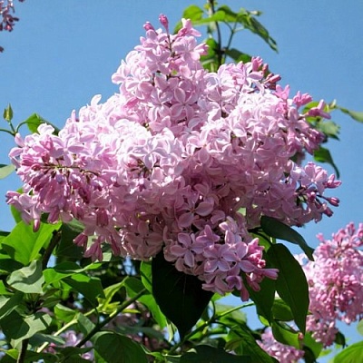Сирень БУФФОН в Кургане