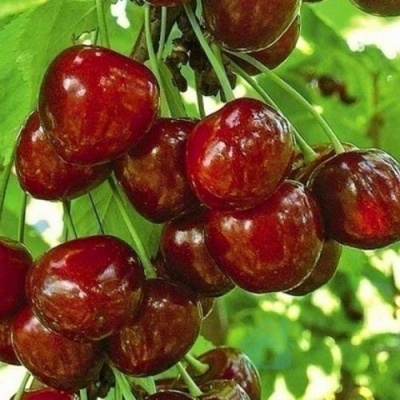 Черешня БУРЛАТ в Кургане