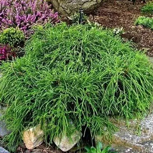 Кипарисовик ФИЛИФЕРА НАНА горохоплодный в Кургане