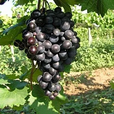 Купить саженцы винограда в Москве из питомника, цена рассады