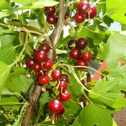 Смородина золотистая ВИШНЕВАЯ в Кургане