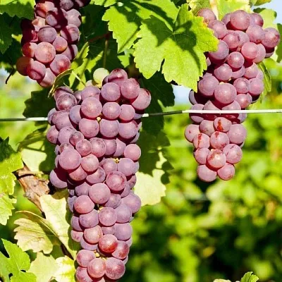Купить саженцы винограда в Москве из питомника, цена рассады
