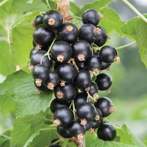 Смородина чёрная ЧЕРЕШНЁВАЯ в Кургане