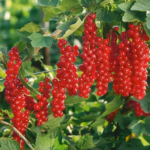 Смородина красная РУДНЕУС в Кургане