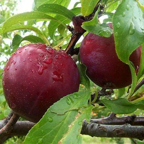 Слива КЛЕОПАТРА в Кургане