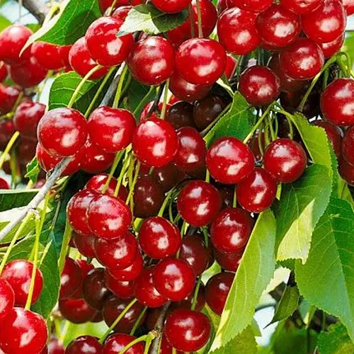 Вишня БРУСНИЦЫНА степная в Кургане