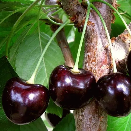 Черешня ДОНЕЦКИЙ УГОЛЁК в Кургане