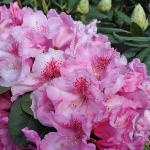 Рододендрон КЛАУДИУС в Кургане