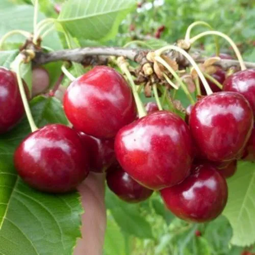 Вишня КОЛОННОВИДНАЯ в Кургане