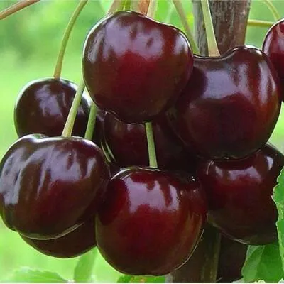 Саженцы черешни оптом в Кургане