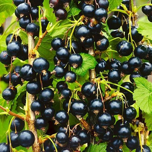 Смородина черная ИЗЮМНАЯ в Кургане