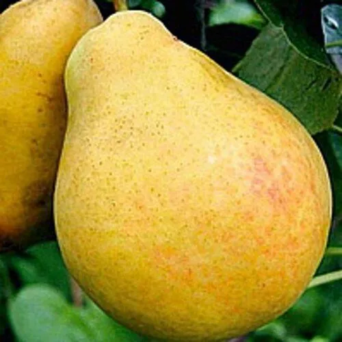 Груша САХАРНАЯ в Кургане