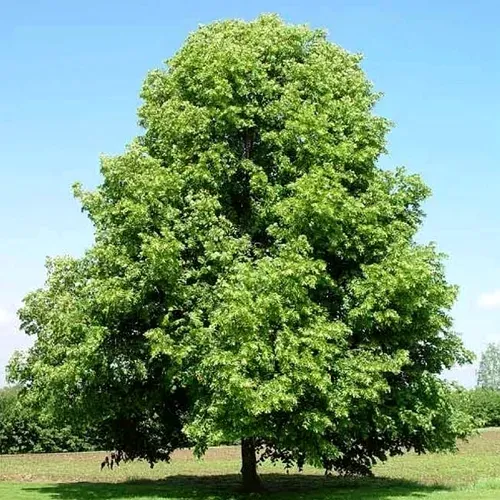 Липа мелколистная в Кургане