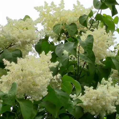 Сирень АМУРСКАЯ в Кургане