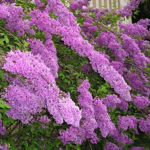 Сирень КИТАЙСКАЯ в Кургане