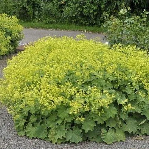 Манжетка ТРИЛЛЕР мягкая в Кургане